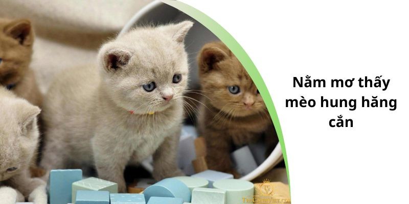 Nằm mơ thấy mèo hung hăng cắn