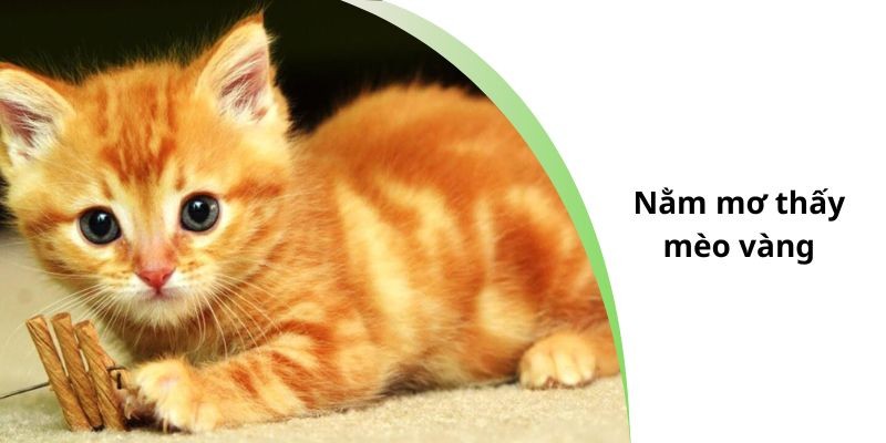 Nằm mơ thấy mèo vàng