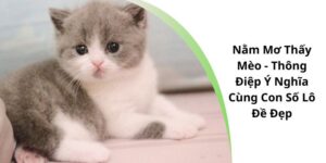 nằm mơ thấy mèo